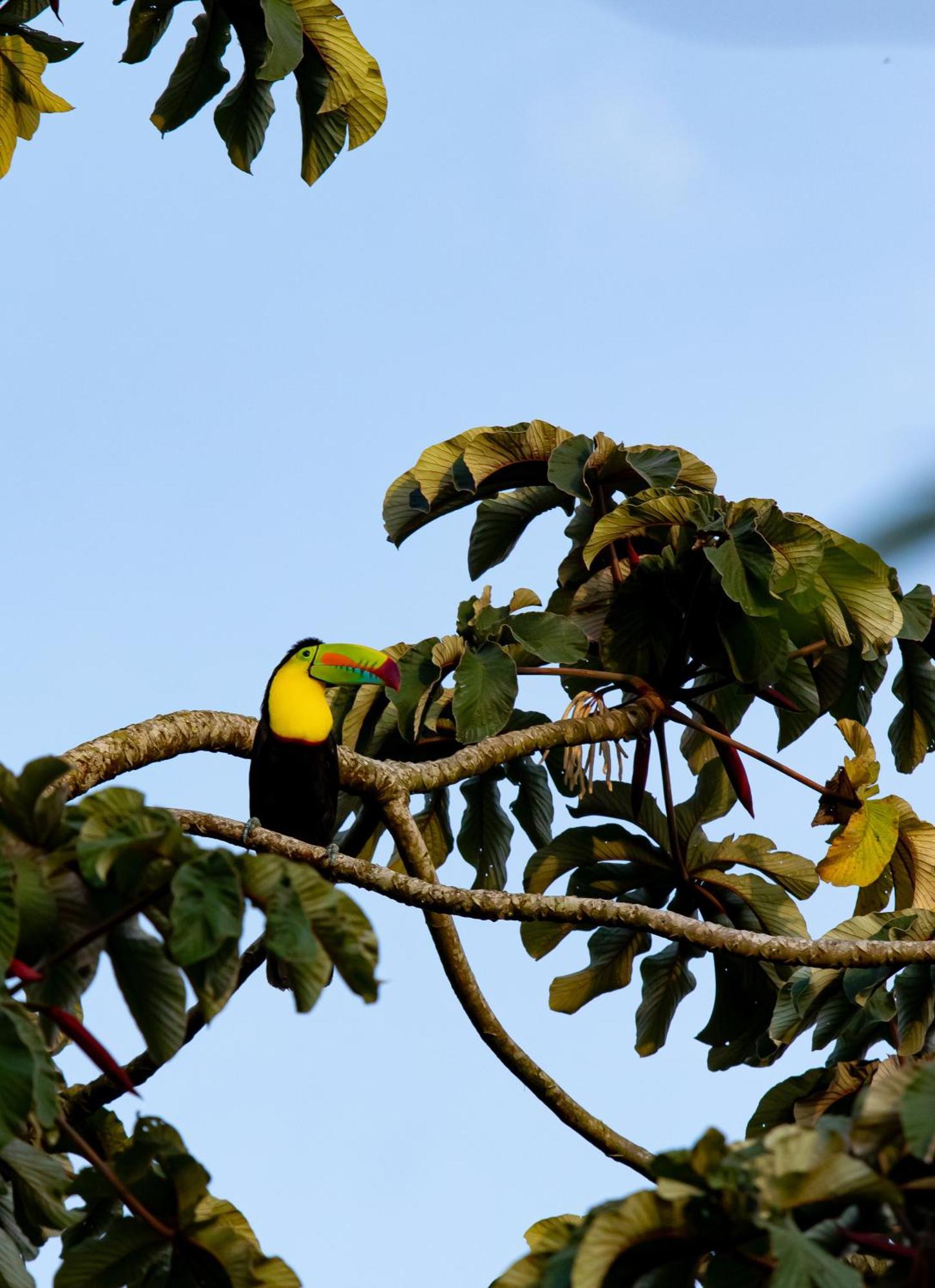 Heliconias Rainforest Lodge Bijagua Exteriör bild