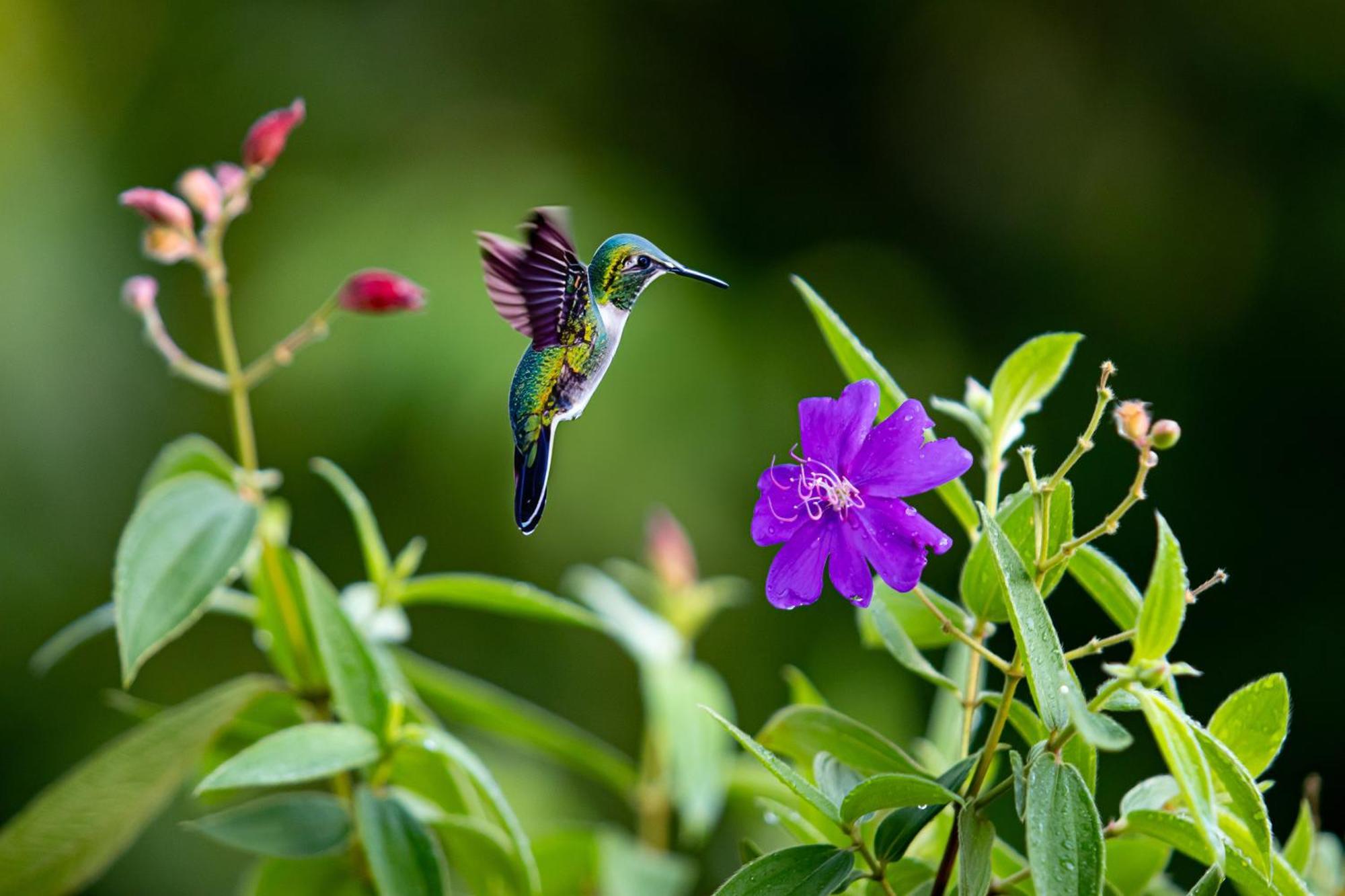 Heliconias Rainforest Lodge Bijagua Exteriör bild